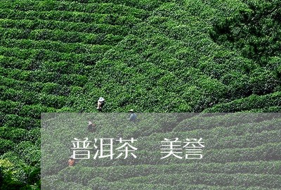 普洱茶 美誉/2023042808760